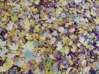 Sonbahar yaprakları, renkli yapraklar, sonbahar arkaplanı, sonbahar