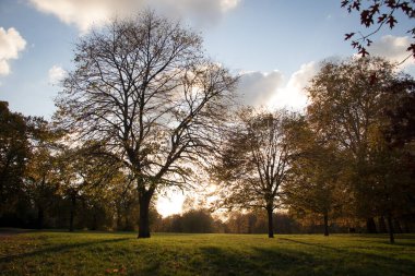 Güzel sonbahar ağaçları, sarı yapraklar, gün batımı, güneş ışığı.