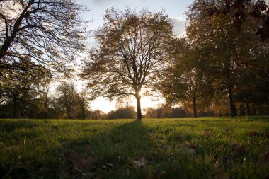 Güzel sonbahar ağaçları, sarı yapraklar, gün batımı, güneş ışığı.