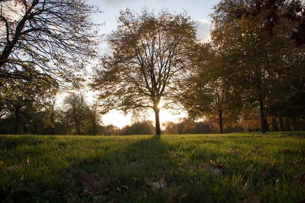 Beautiful Autumn Trees Yellow Leaves Sunset Sunlight — Stock Photo, Image