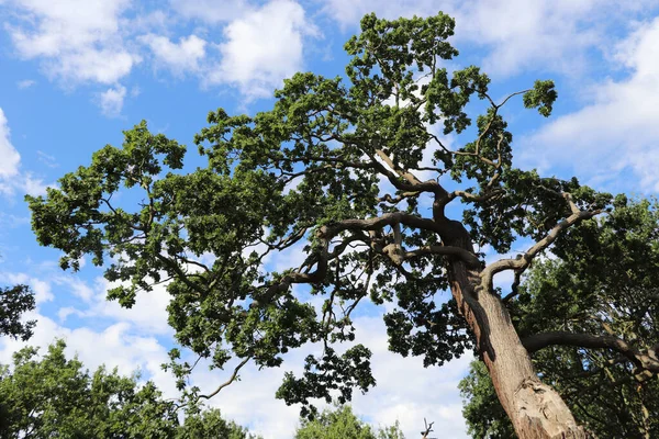 Büyük yaşlı ağaç ve mavi gökyüzü, uzun ağaç