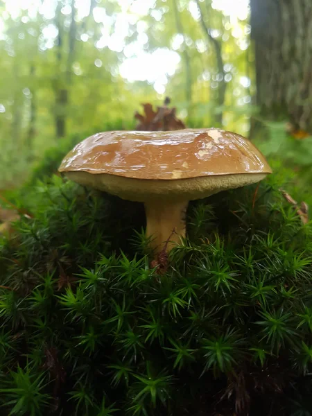 Funghi Muschio Verde Macrofoto Foresta — Foto Stock