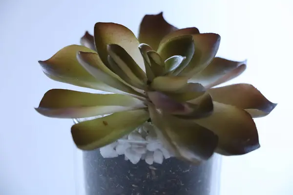 Foto Cerca Una Maceta Pequeña Plantas Interior Flora Fondo Borroso — Foto de Stock