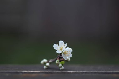 kiraz çiçeği, bulanık arkaplan, izole
