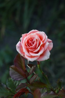 Yalnız, güzel pembe gül, bulanık arka plan.