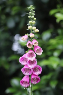 Güzel pembe çanlar, pembe çiçekler, bulanık arkaplan