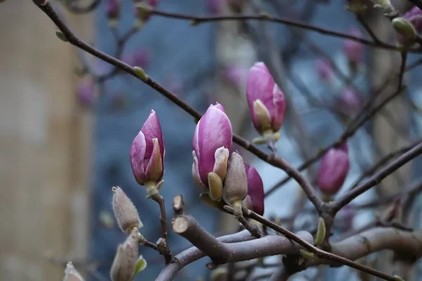 Large Purple Magnolia Flowers Magnolia Flowering Season — Stock Photo, Image