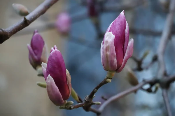 Large Purple Magnolia Flowers Magnolia Flowering Season — Stock Photo, Image