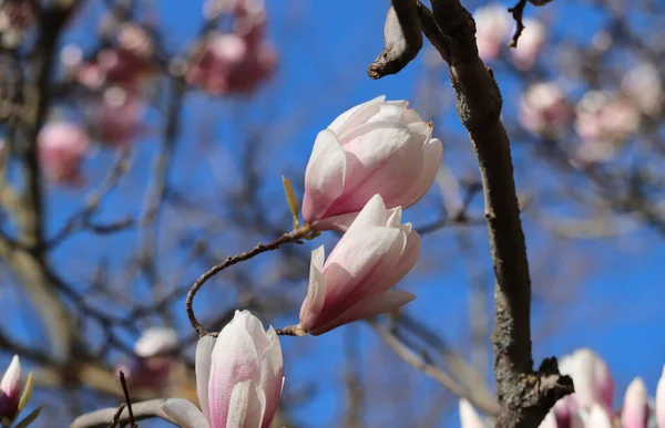 Large Pink Magnolia Flowers Magnolia Flowering Season — Stock Photo, Image