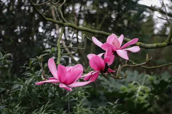 large pink magnolia flowers, magnolia flowering season