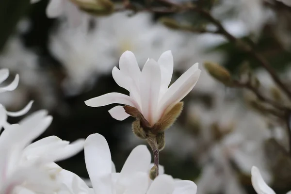 Grandes Fleurs Magnolia Blanc Saison Floraison Magnolia — Photo