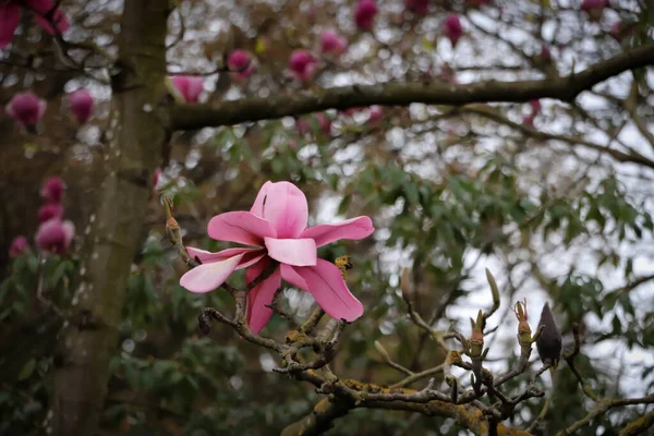 Grandes Fleurs Rose Magnolia Saison Floraison Magnolia — Photo