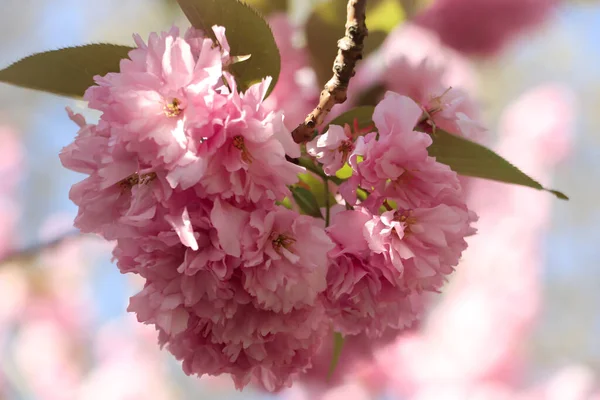 Sakura Fleurit Sur Les Arbres Feuilles Vertes — Photo