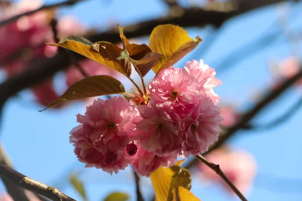 Sakura Blossom Trees Green Leaves — Stock Photo, Image