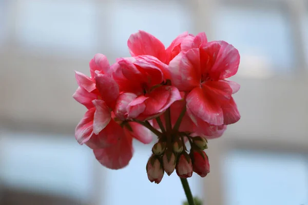 Çekici pembe çiçek, bulanık arkaplan