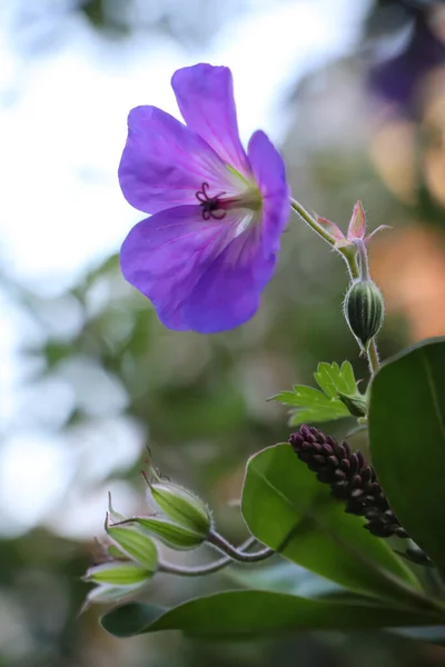 Fleur Violette Bref Dans Jardin — Photo