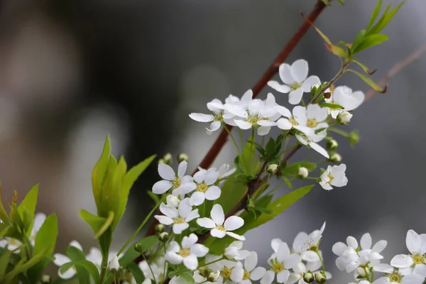 Квітучі Білі Квіти Саду Розмитий Фон — стокове фото