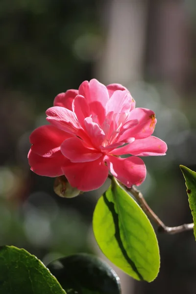 Solitaire Belle Rose Rose Fond Flou — Photo
