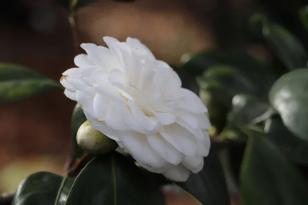 Belle Rose Blanche Dans Jardin Fond Flou — Photo