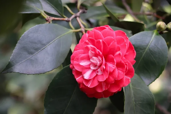 Rosa Vermelha Ensolarada Jardim Folha Verde — Fotografia de Stock