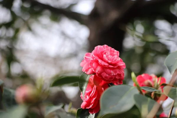 Rose Rouge Ensoleillée Dans Jardin Feuille Verte — Photo