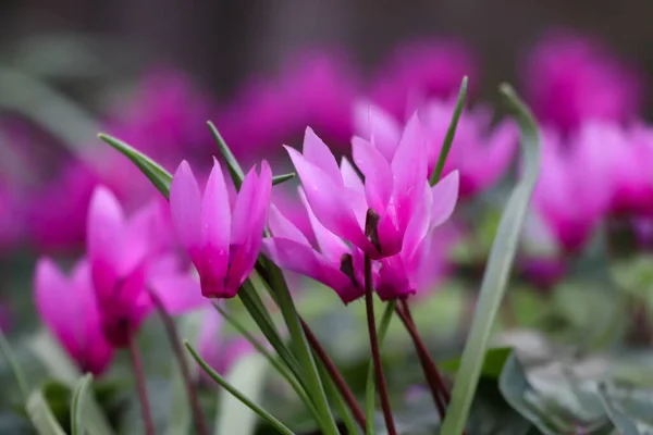 Flores Rosa Adoráveis Jardim Folhas Verdes — Fotografia de Stock