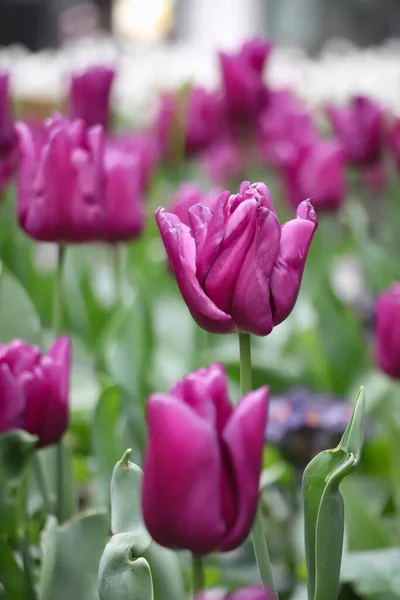 Tulipas Roxas Folhas Verdes Fundo Borrado — Fotografia de Stock