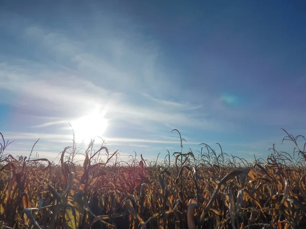 Güneşli mavi gökyüzünün arka planında bulutlu güzel sarı mısır.