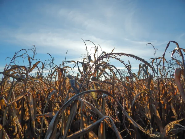 Güneşli mavi gökyüzünün arka planında bulutlu güzel sarı mısır.