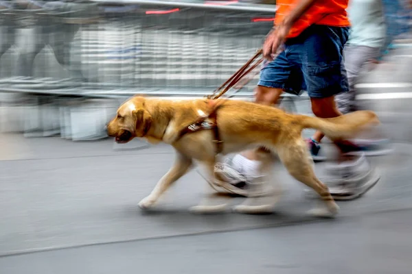 Guia Cão Ajudando Homem Cego Cidade Borrão Movimento — Fotografia de Stock