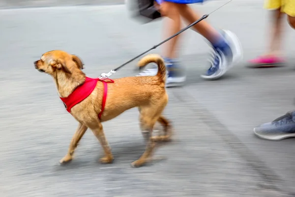 Andando Cão Rua Borrão Movimento — Fotografia de Stock