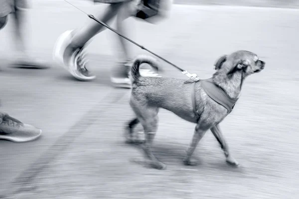 Köpeği Gezdirirken Hareket Bulanıklığı — Stok fotoğraf