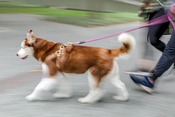 Caminhando o cão na rua — Fotografia de Stock