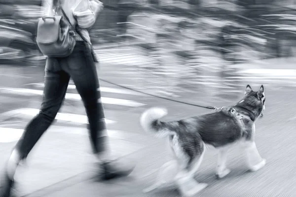 walking the dog on the street in monochrome blue tonality