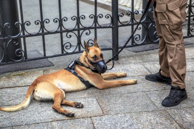 Bir sokak köpeğinin köpeğiymiş.