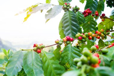 Taze arabica kahve çekirdeği ağaç dağ Tayland Kuzey yönü üzerinde.