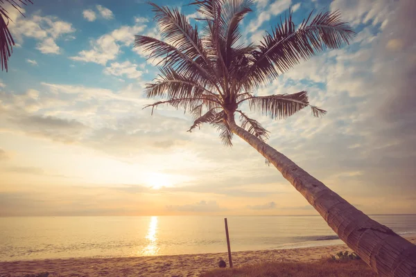 Paysage Marin Une Belle Plage Tropicale Avec Palmier Lever Soleil — Photo