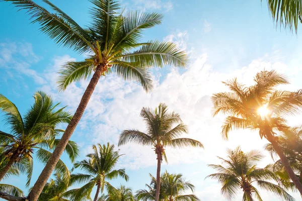 Vintage nature background - coconut palm tree on tropical beach blue sky with sunlight of morning in summer, uprisen angle. vintage instagram filter