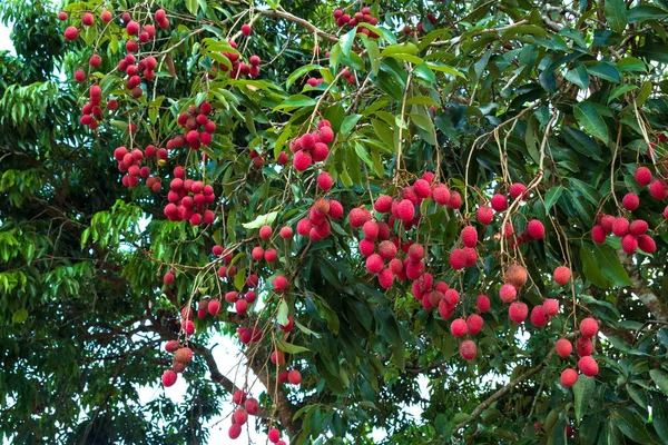 Fruto Maduro Lichi Árbol Frutas Tropicales — Foto de Stock