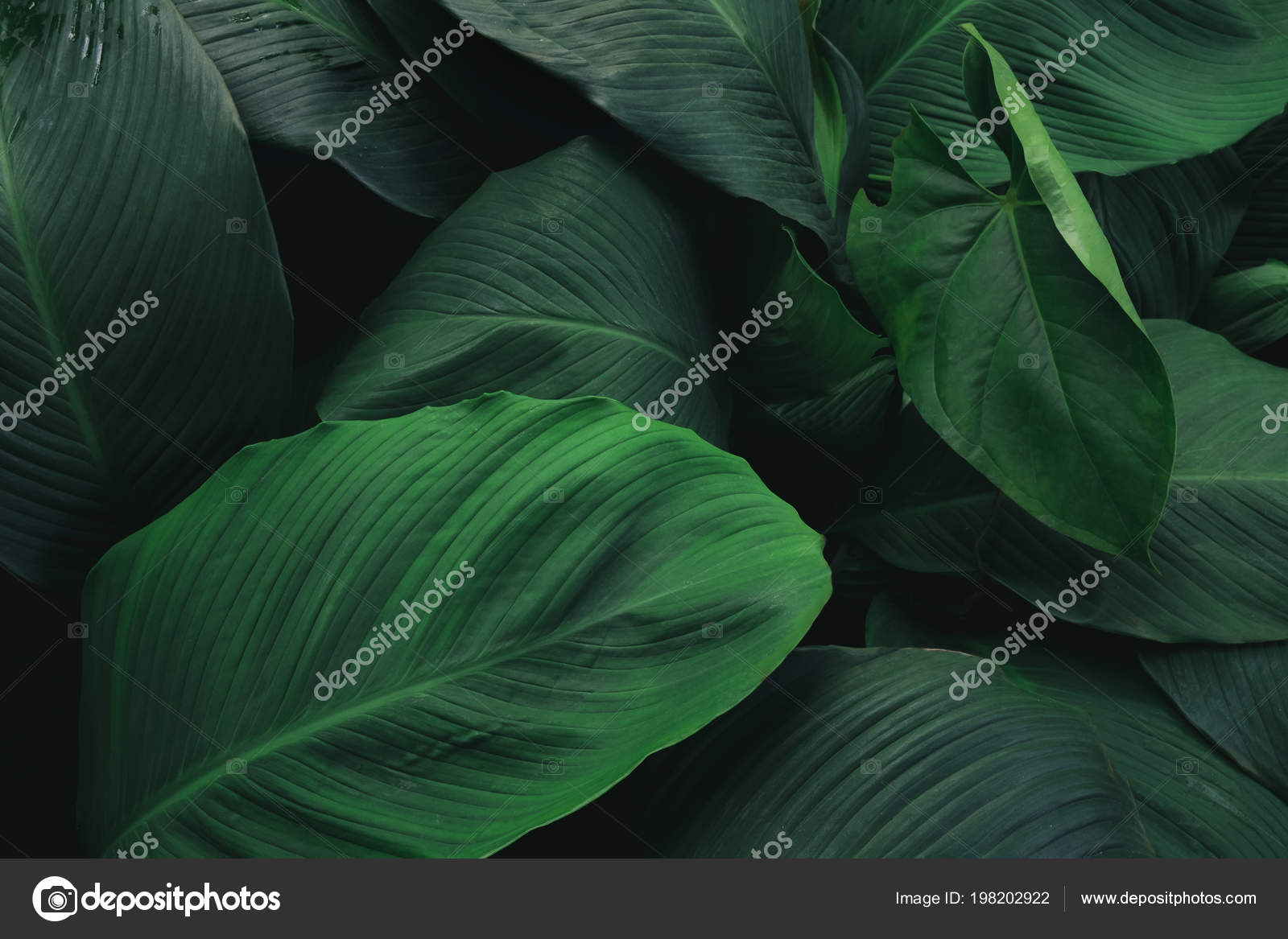 Large Foliage Tropical Leaf Dark Green Texture Abstract Nature