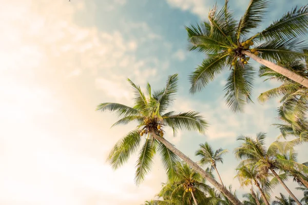 Palmera Playa Tropical Con Cielo Azul Luz Solar Verano Ángulo —  Fotos de Stock