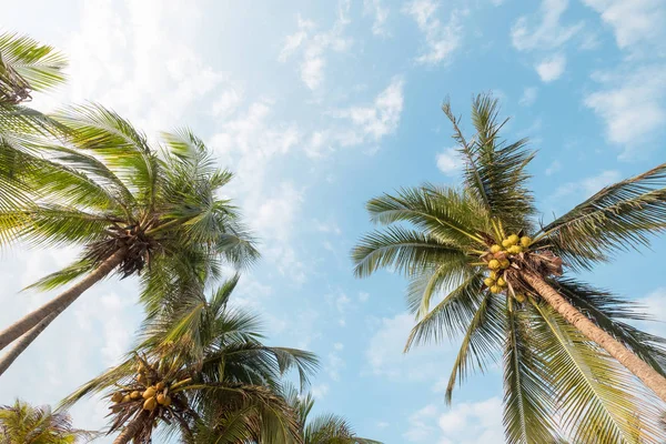 Fundo Natureza Vintage Palmeira Coco Praia Tropical Céu Azul Com — Fotografia de Stock