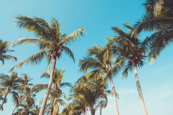 Palmeira Praia Tropical Com Céu Azul Luz Solar Verão Ângulo — Fotografia de Stock