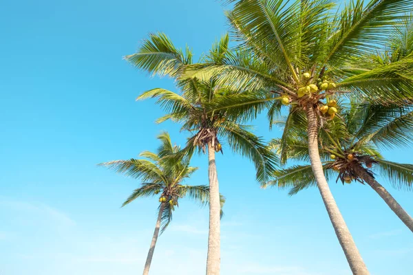 Tropik Sahilde Güzel Palmiye Ağacı — Stok fotoğraf