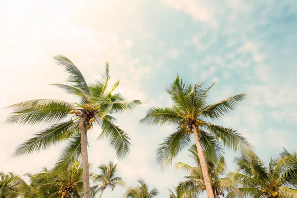 Palmeira Praia Tropical Com Céu Azul Luz Solar Verão Ângulo — Fotografia de Stock