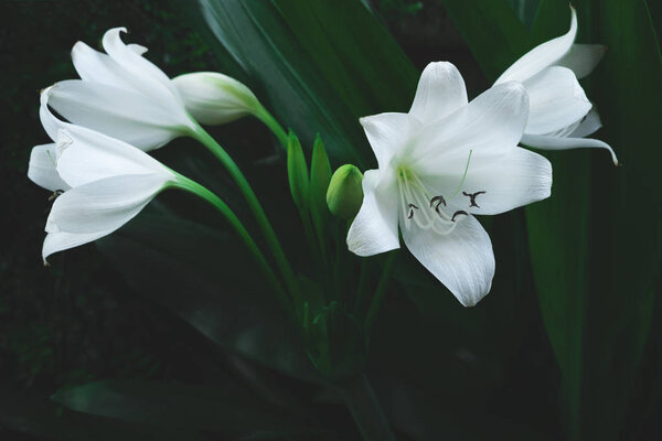 Large white flower of tropical plant in dark green colour, nature background.