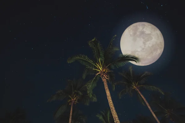 Belle Pleine Lune Sur Forêt Tropicale Palmiers Effet Filtre Vintage — Photo