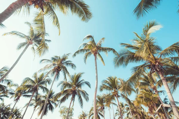 Palmträd Tropiska Strand Med Blå Himmel Och Solljus Sommaren Uprisen — Stockfoto