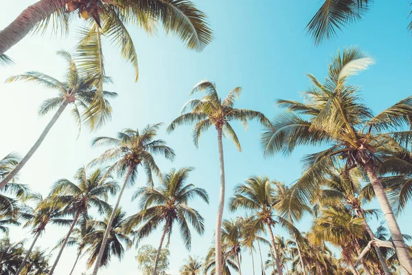 Palmeira Praia Tropical Com Céu Azul Luz Solar Verão Ângulo — Fotografia de Stock