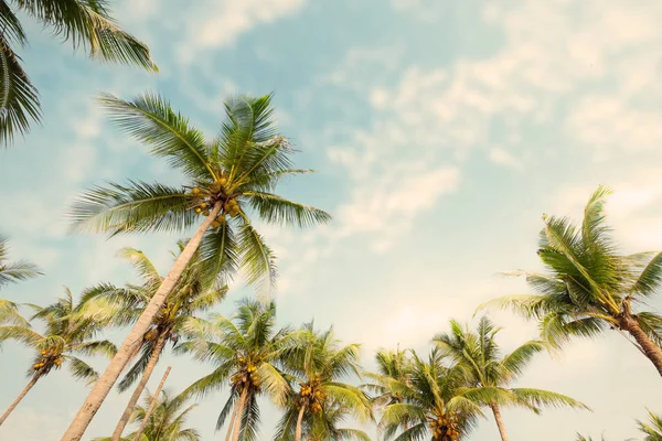 Palmeira Praia Tropical Com Céu Azul Luz Solar Verão Ângulo — Fotografia de Stock